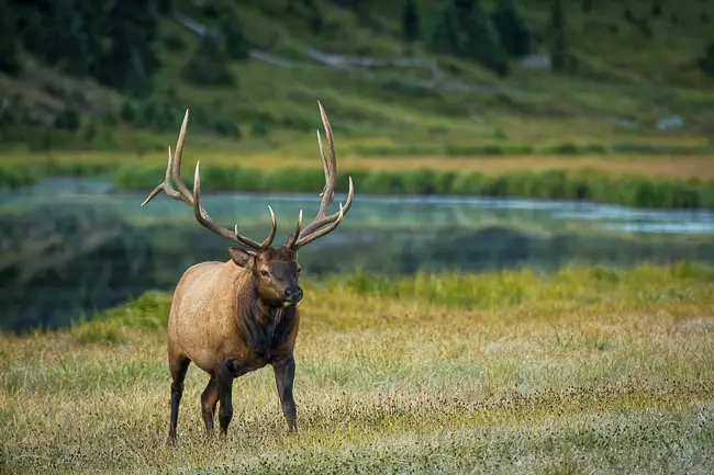 Bull Elk in Rocky Mountain National Park on an Estes Park Wildlife Tour